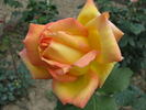 Maristella rose photo
