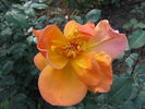 Lawrence Johnston rose photo