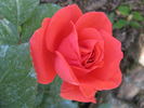 Viking rose photo