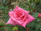 Generosa rose photo