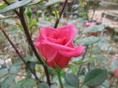 Generosa rose photo
