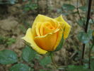 Sole di San Remo rose photo