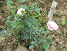 Letizia Rosa rose photo