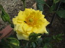 Gioiello rose photo