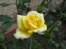 Gioiello rose photo