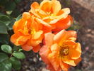 Woburn Abbey rose photo