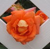 Woburn Abbey rose photo