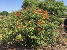 Autumn Splendor ™ rose photo
