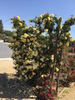 Golden Glow rose photo