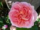 Emanuel ® rose photo