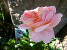 Emanuel ® rose photo