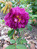 John Grou rose photo