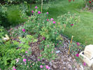 John Grou rose photo