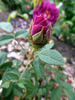 John Grou rose photo