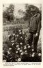Junior Van Fleet rose photo