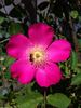 Schoener's Nutkana rose photo