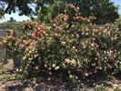 Keith's Delight rose photo