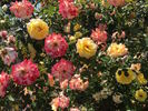 Keith's Delight rose photo