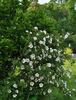 Robbie Burns rose photo