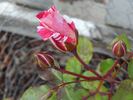 Whizzbang rose photo