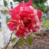 Whizzbang rose photo