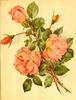 Madame Laurette Messimy rose photo