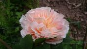 Dany Hahn ® rose photo