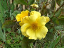Dr. A.J. Verhage rose photo