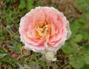 Lady Sunblaze rose photo