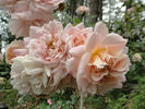Morgengruss rose photo