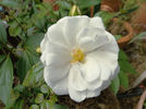 Silver Dawn rose photo