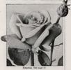 Empress rose photo