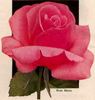 Rose Marie rose photo