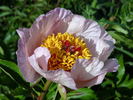 Dearest peony photo