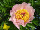 Dearest peony photo