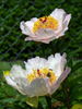 Dearest peony photo