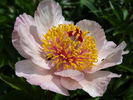 Dearest peony photo