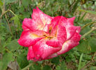 Classic Beauty ™ rose photo