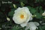 Glenn Dale rose photo