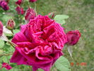 Reine Marguerite d'Italie (Hybrid Tea, Soupert rose photo