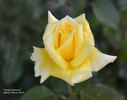 King's Ransom rose photo
