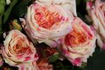 Château de la Bussière ® rose photo