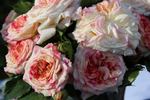 Château de la Bussière ® rose photo