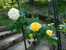 Yellow Alchymist rose photo