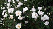 Kakwa rose photo