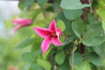 Princess Diana clematis photo