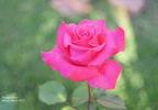 Susan Barry rose photo