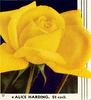 Alice Harding rose photo