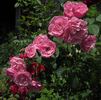 Morey's Pink China rose photo