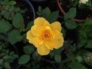 BEILC-2 rose photo